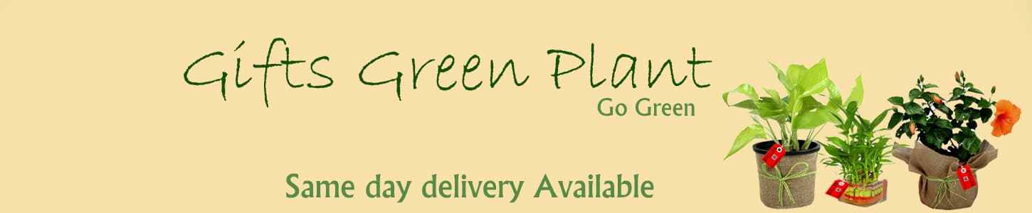 Plants To India
