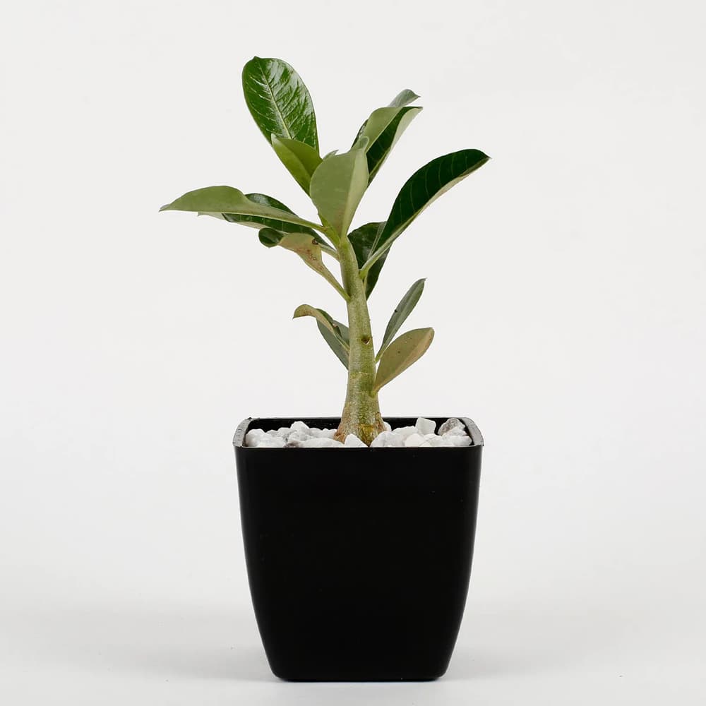 Adenium Plant In A Black Pot