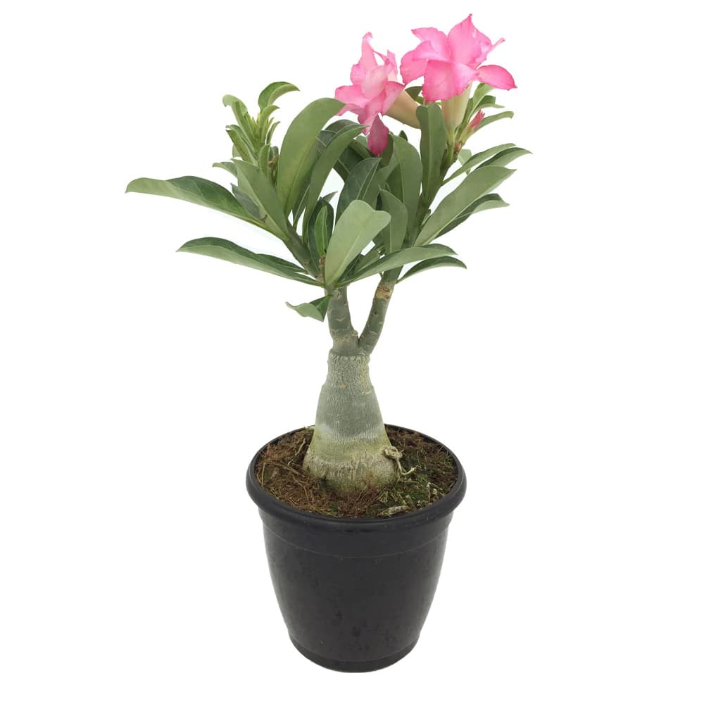 Adenium Plant In A Black Pot