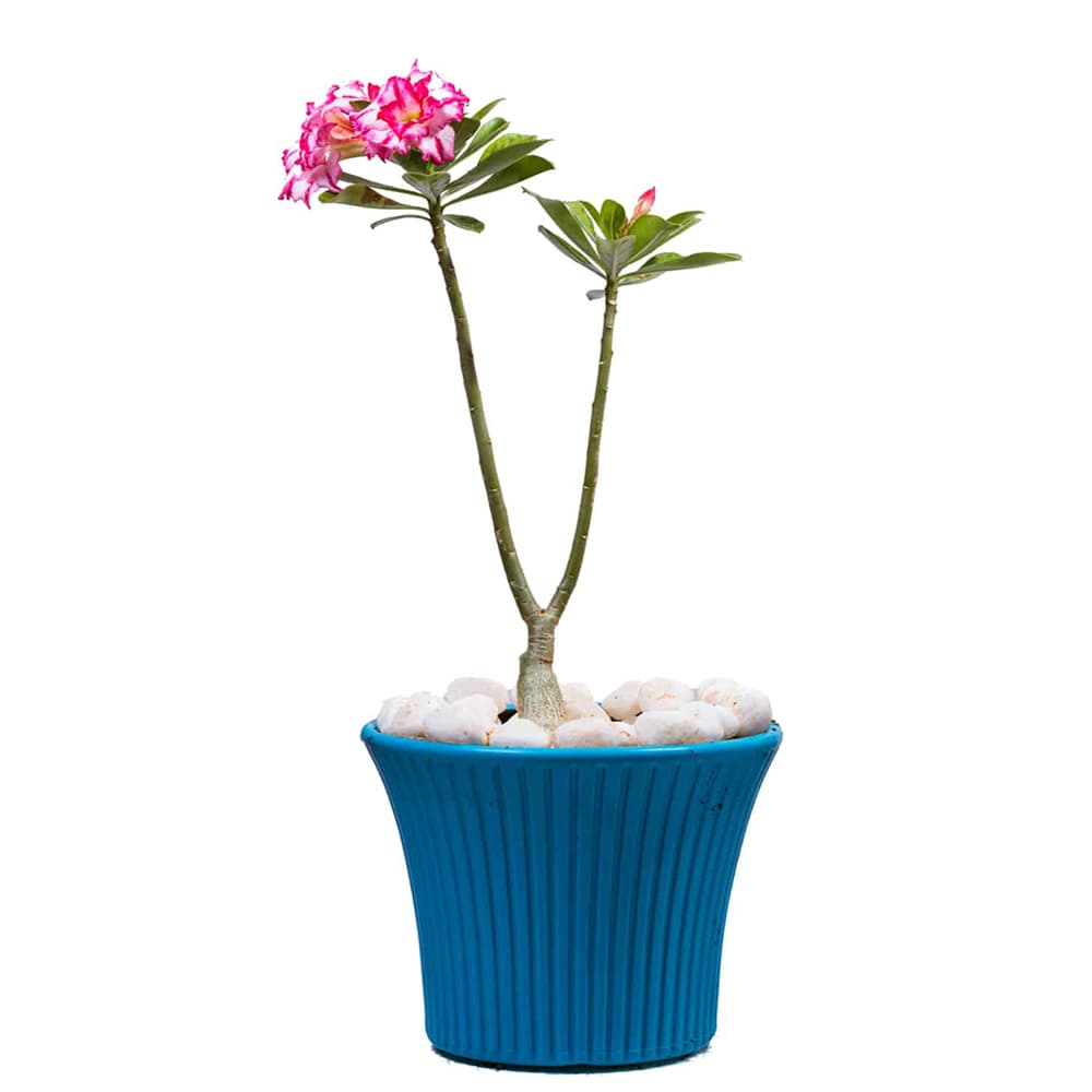 Adenium Plant In A Pot