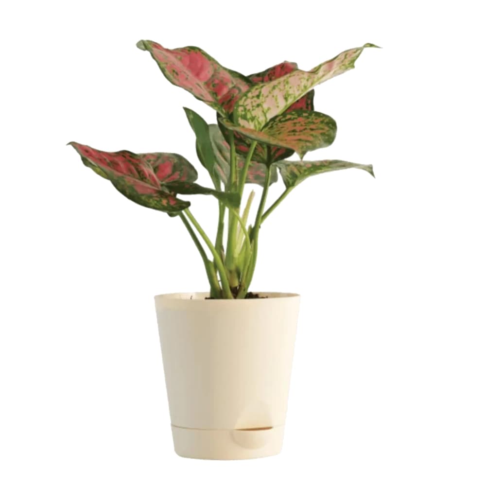 Aglaonema Pink Beauty Plant In White Pot