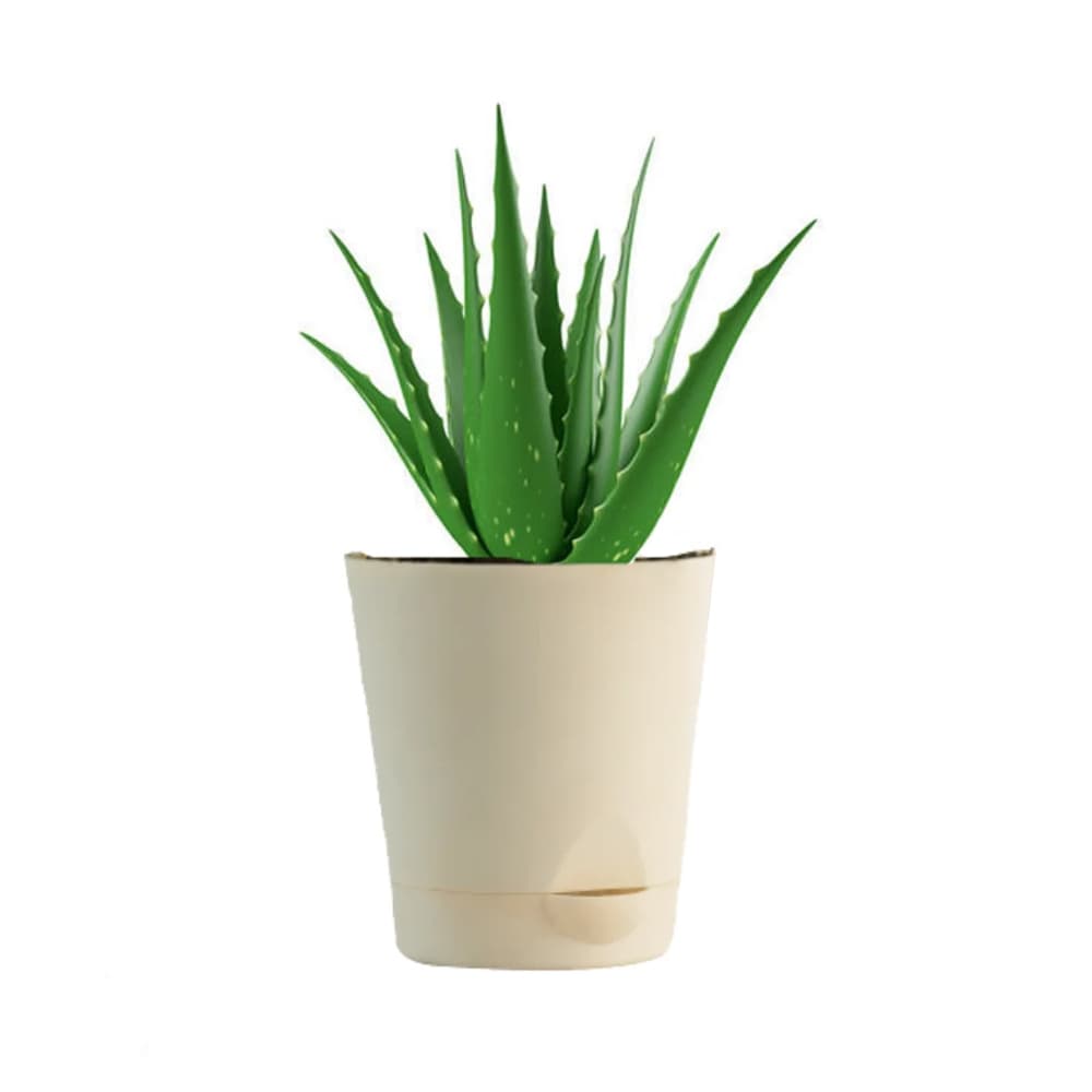 Aloevera Plant In White Pot