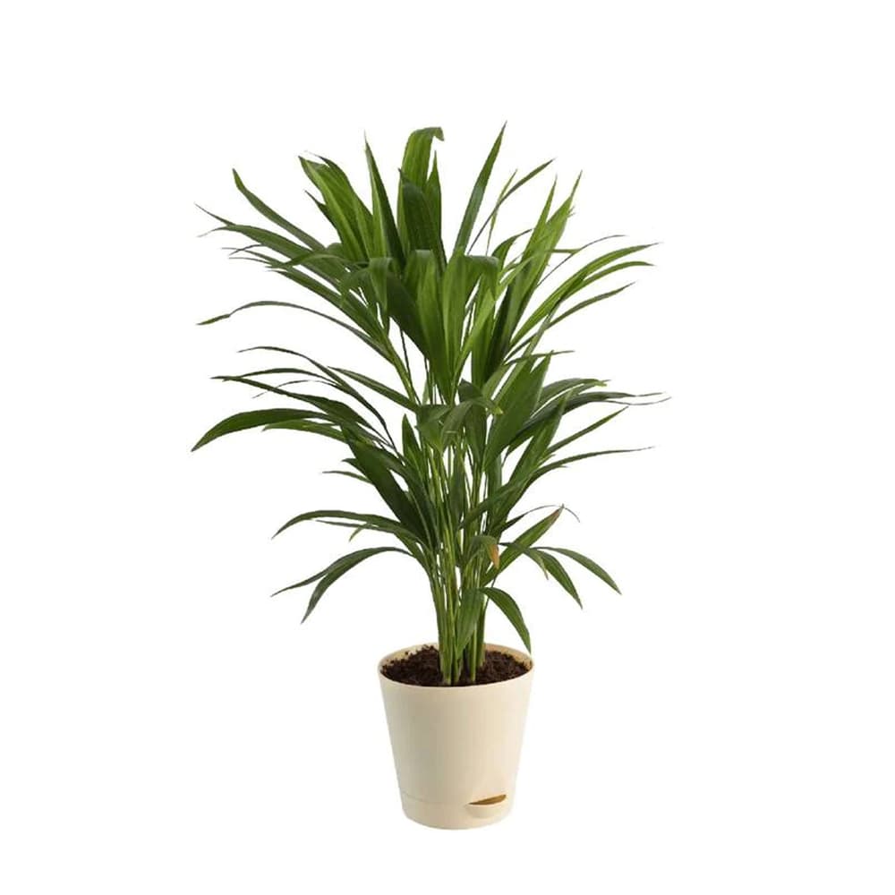 Areca Palm Natural Plant in White Self Watering Plastic Pot