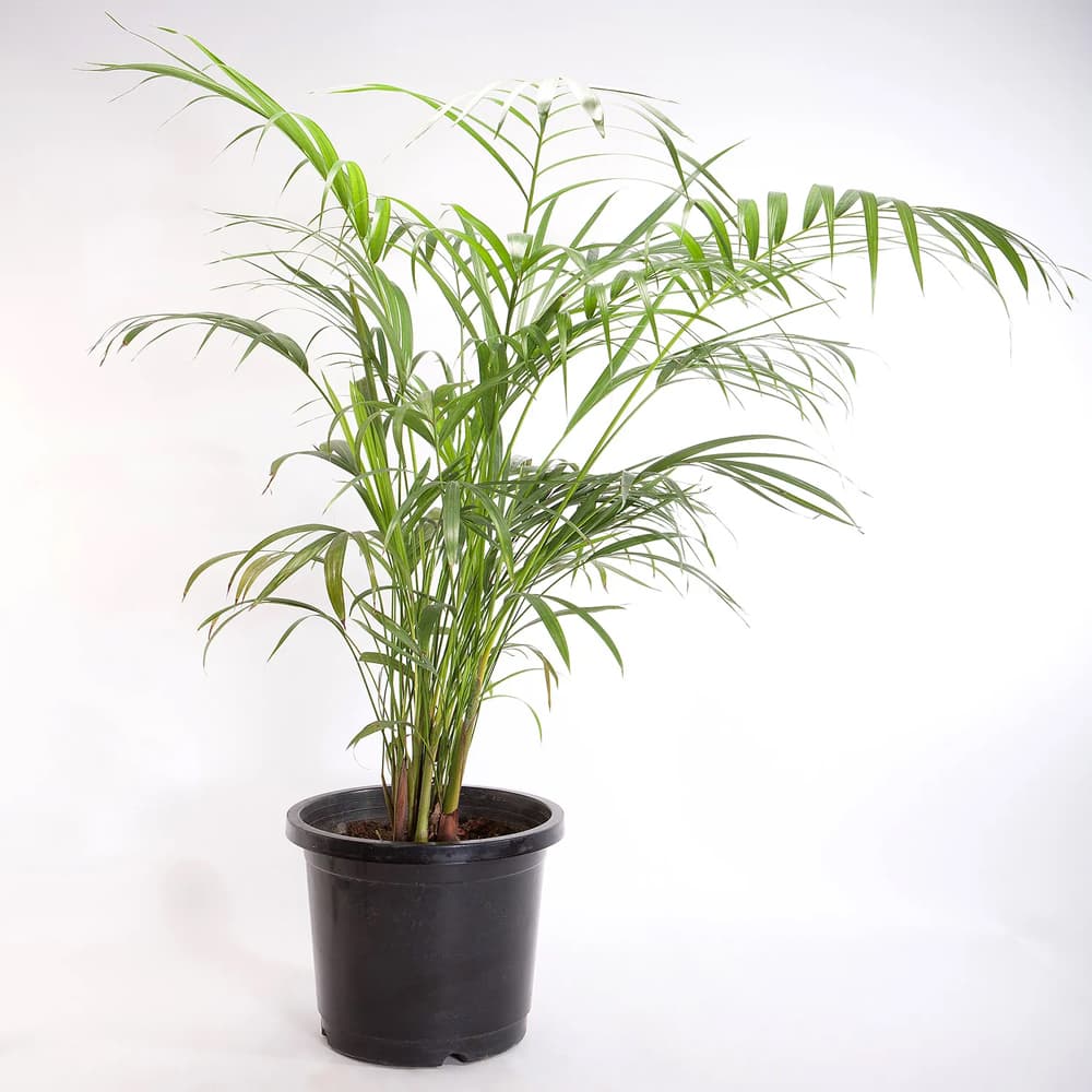 Areca Palm Plant In A Black Plastic Pot