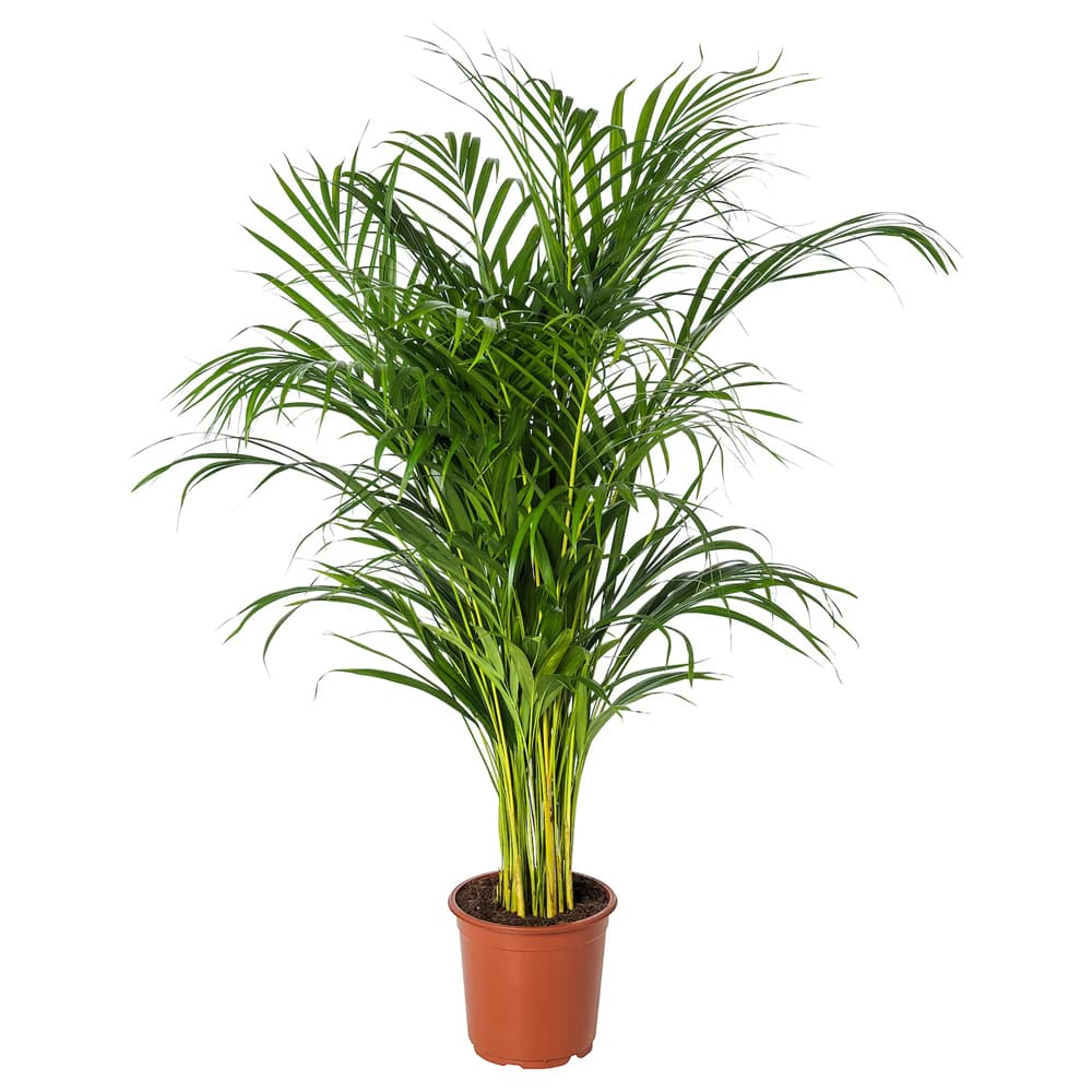 Areca Palm Plant In A Brown Plastic Pot