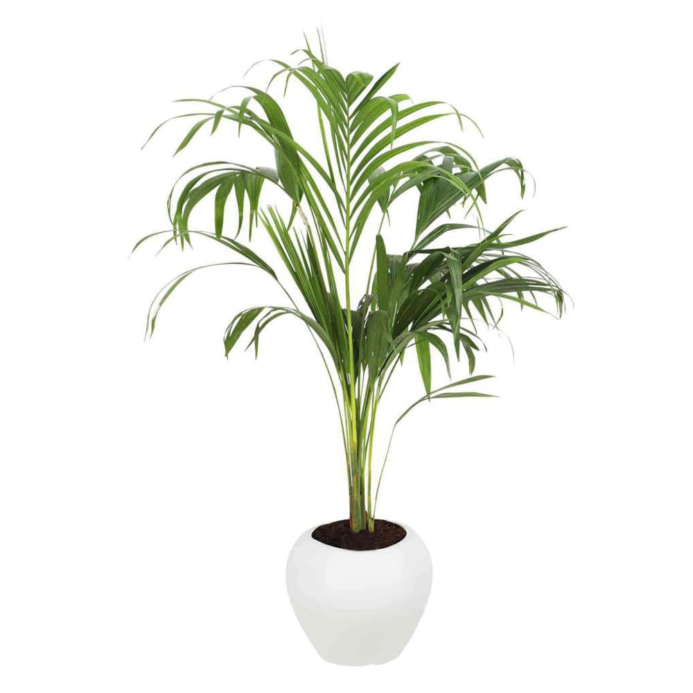 Areca Palm Plant In Plastic Pot
