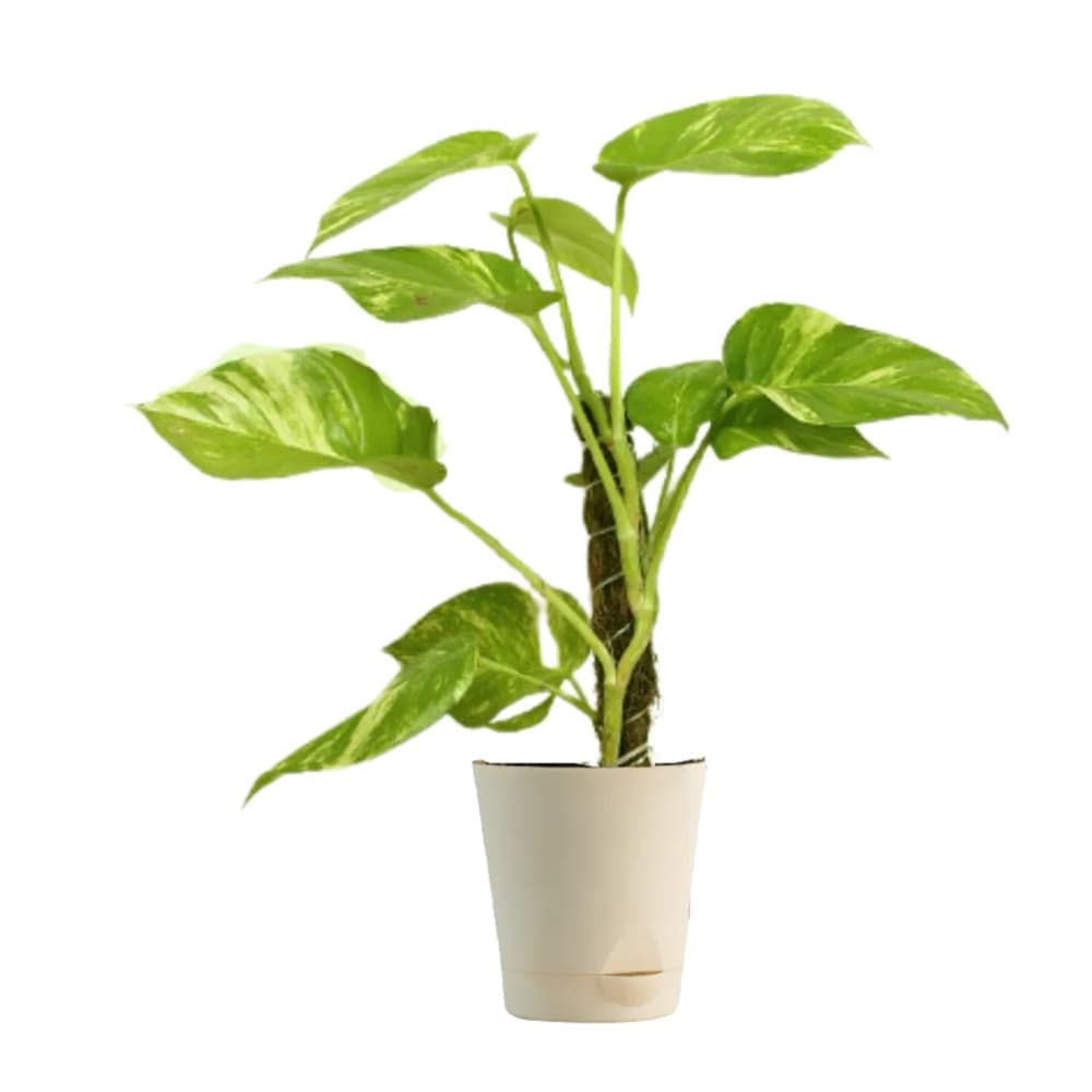 Big Leaf Money Plant In White Pot