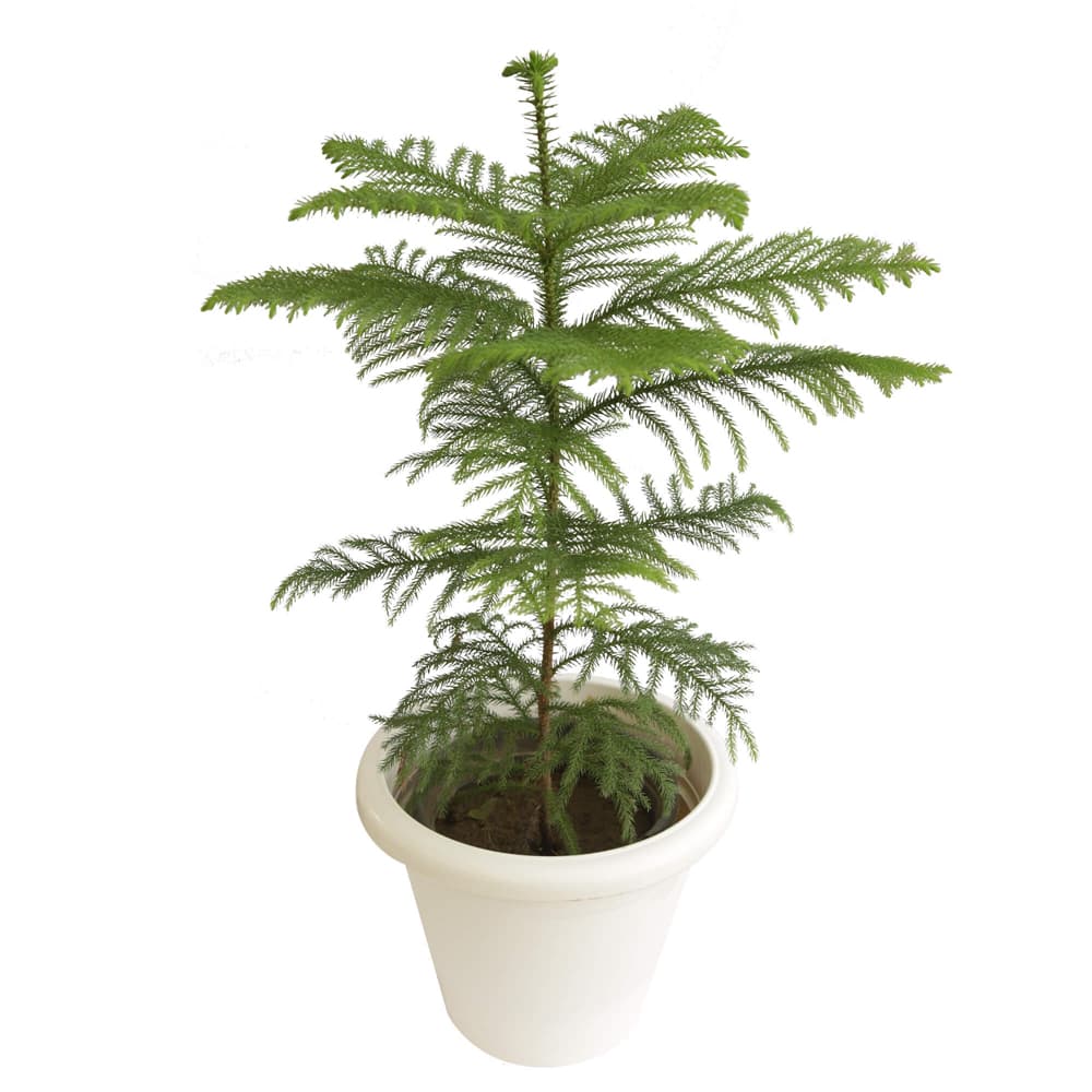 Christmas Tree Plant In A Pot