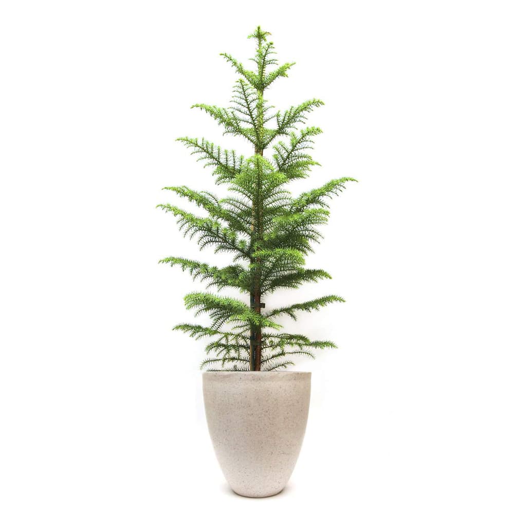 Christmas Tree Plant In A Pot