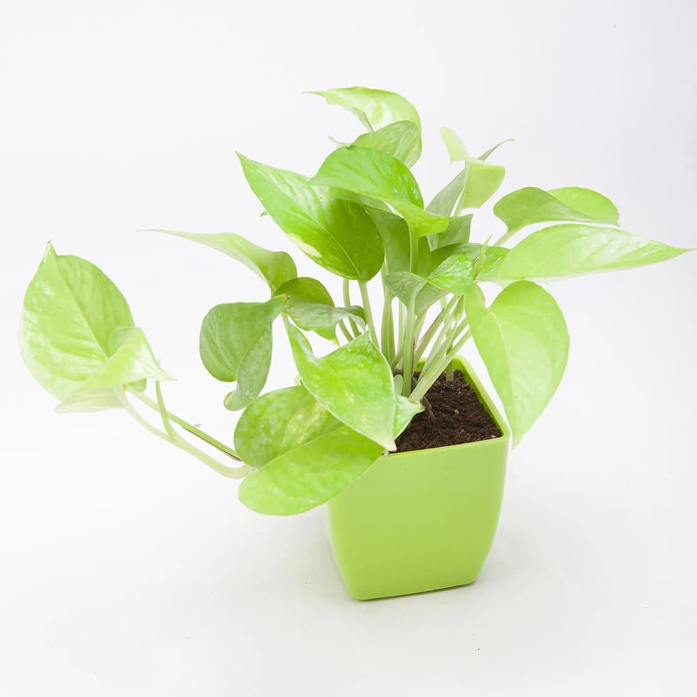 Golden Money Plant In Green Plastic Pot