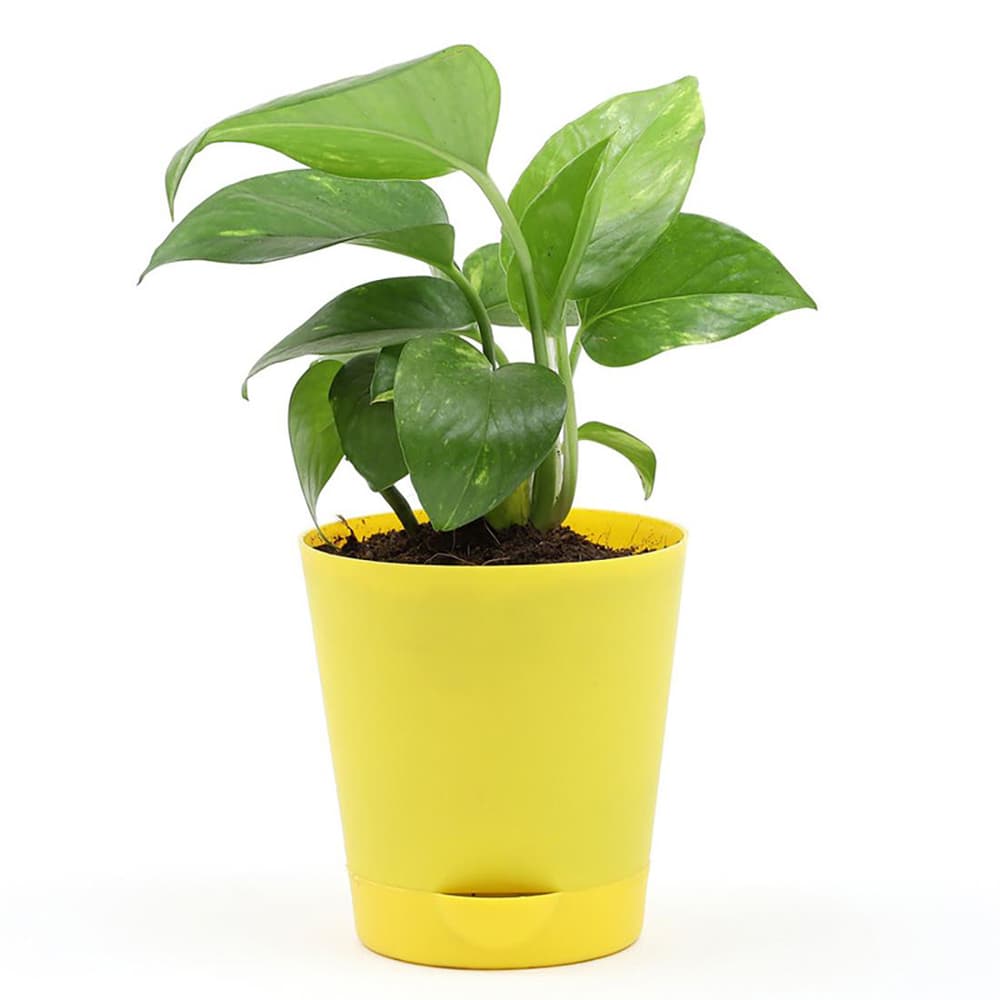 Green Money Plant In Yellow Plastic Pot