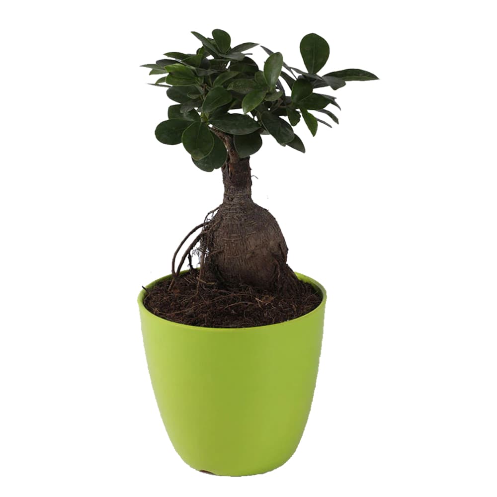 Green Pastic Pot Ficus Ginseng Bonsai Natural Plant