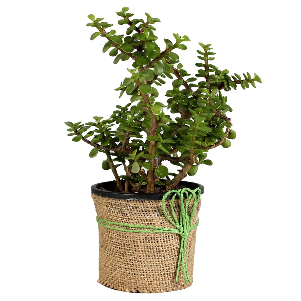 Jade Plant In Plastic Pot