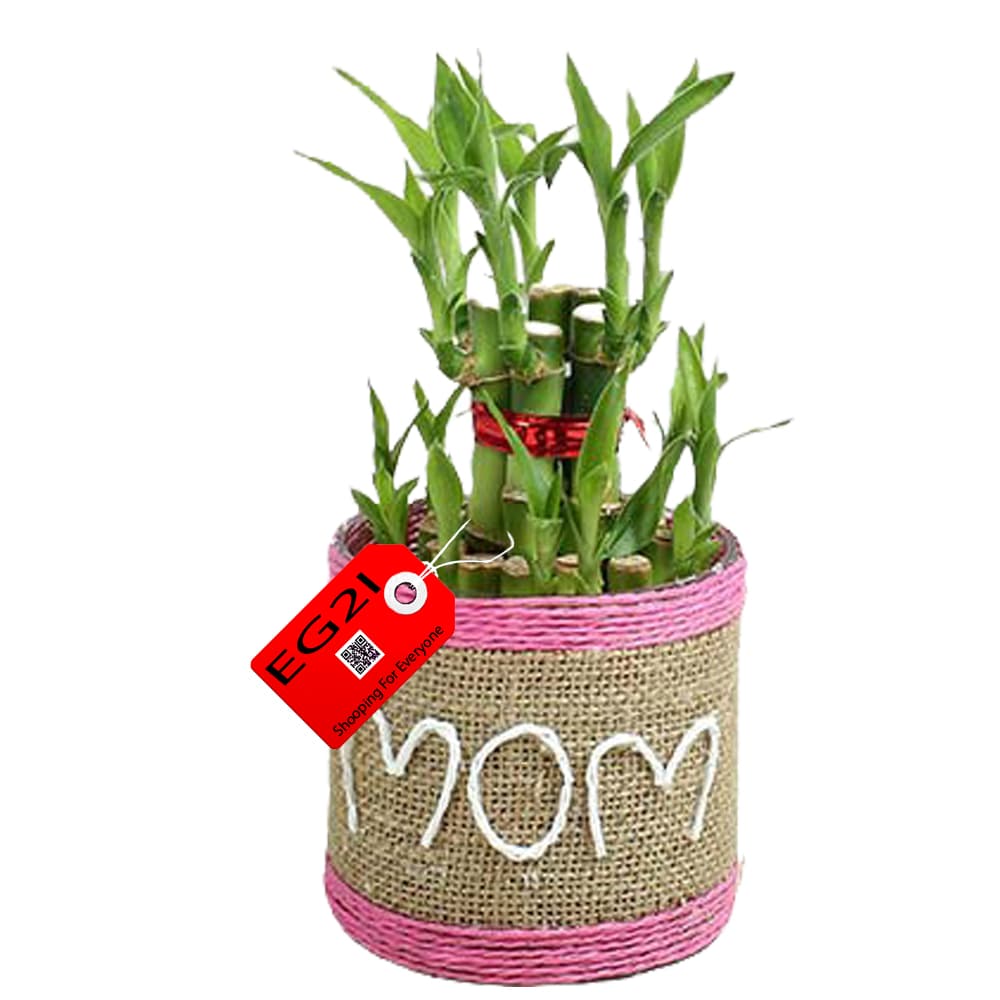 Bamboo Plant for Mom