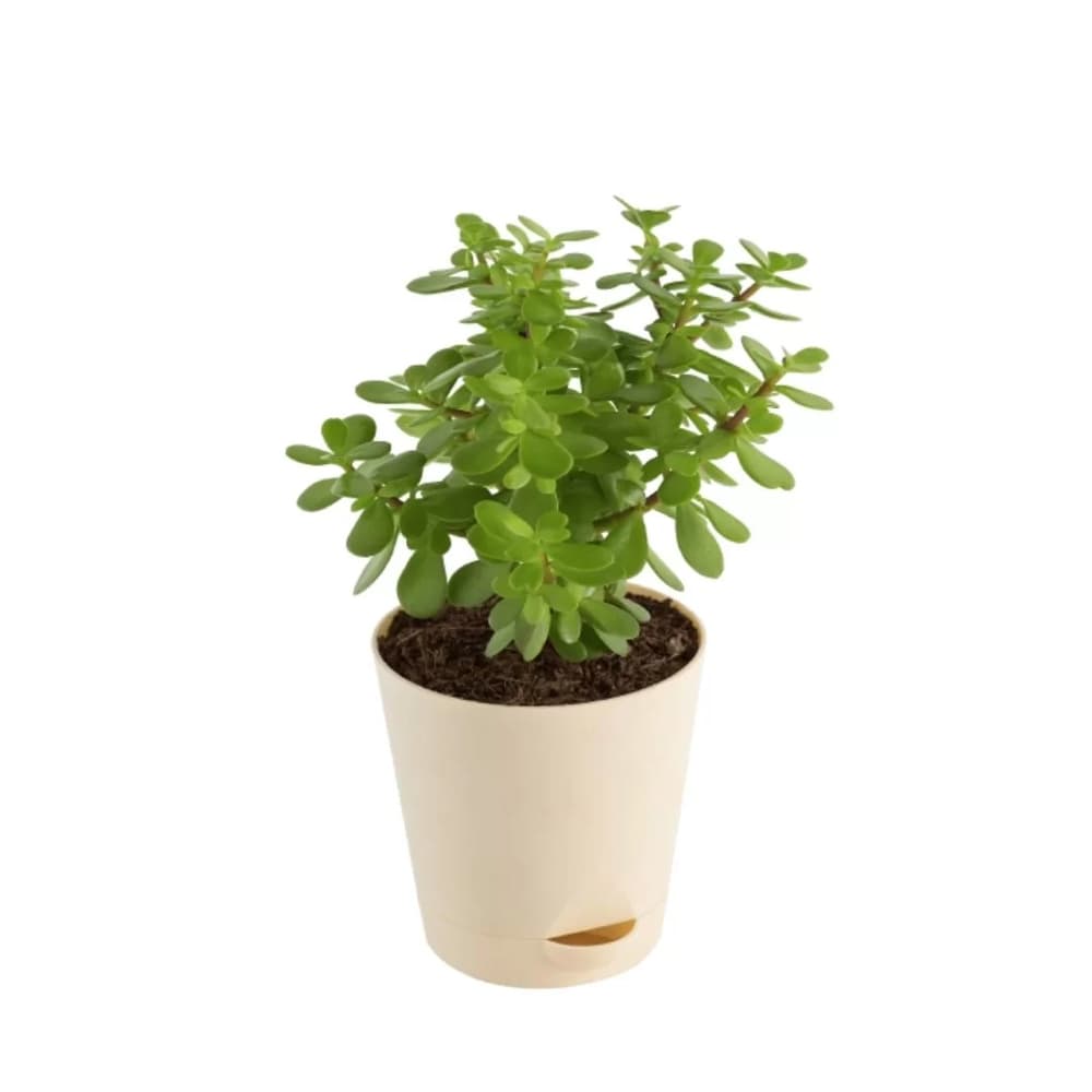 Jade Plant In White Pot