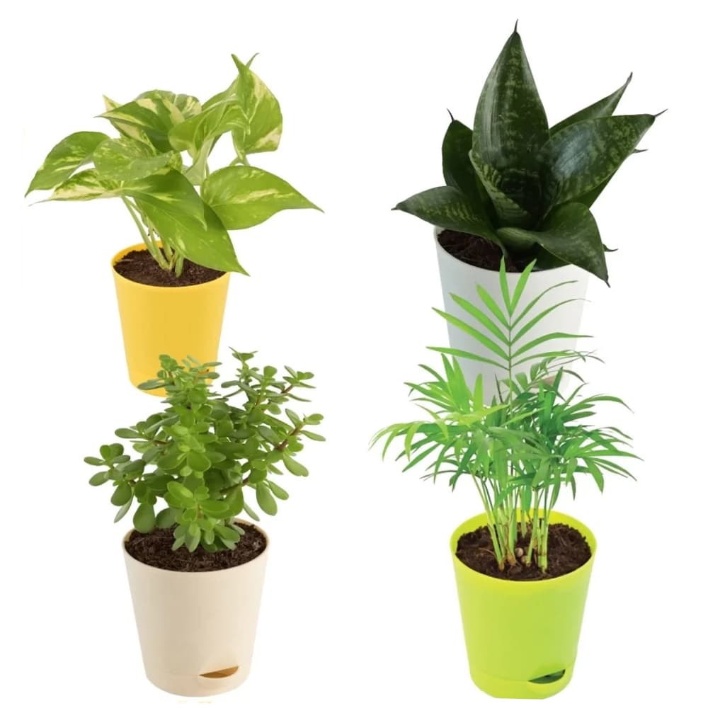 Jade Plant Money plant Snake Plant Bamboo Palm