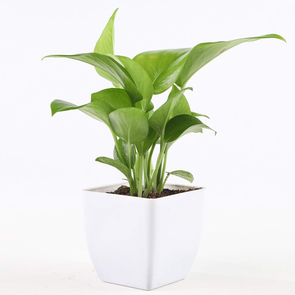 Money Natural Plant in White Pot