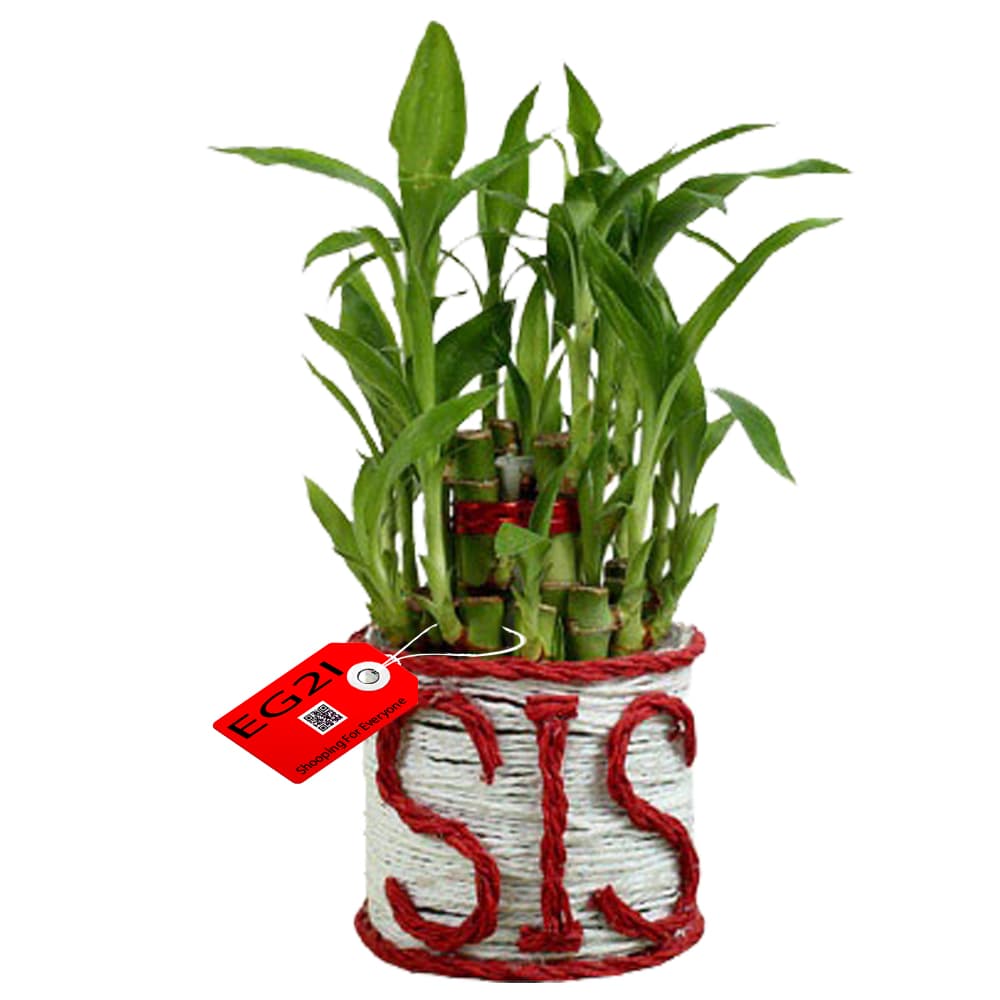 Bamboo Plant for Sister