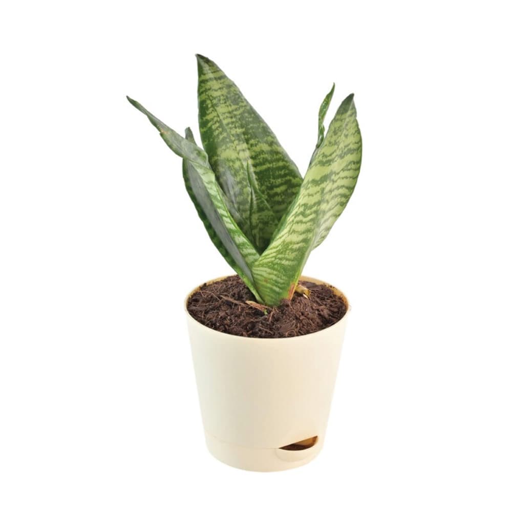 Sansevieria Superba Green