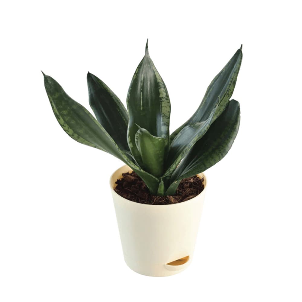Sansevieria Whitney