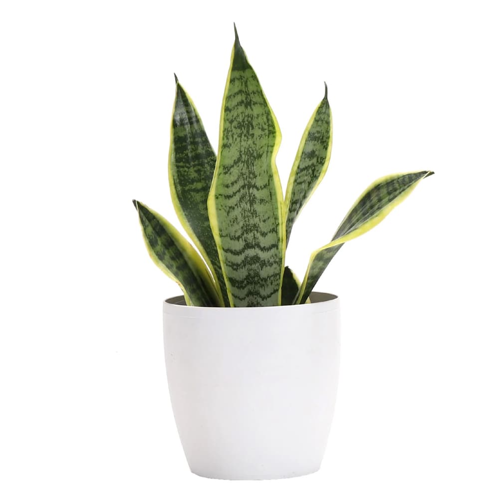 Snake Plant Iin A White Pot
