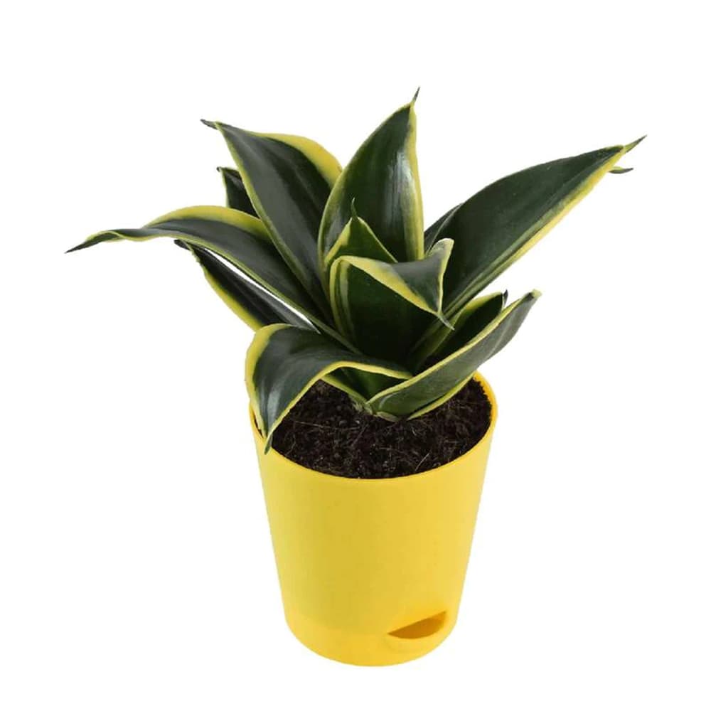 SnakePlant In Yellow Pot