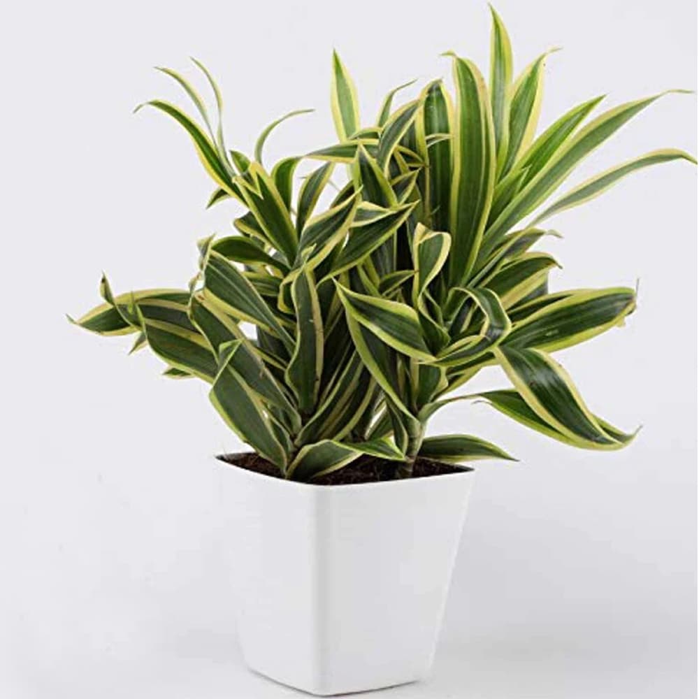 Song of India Natural Plant in White Pot