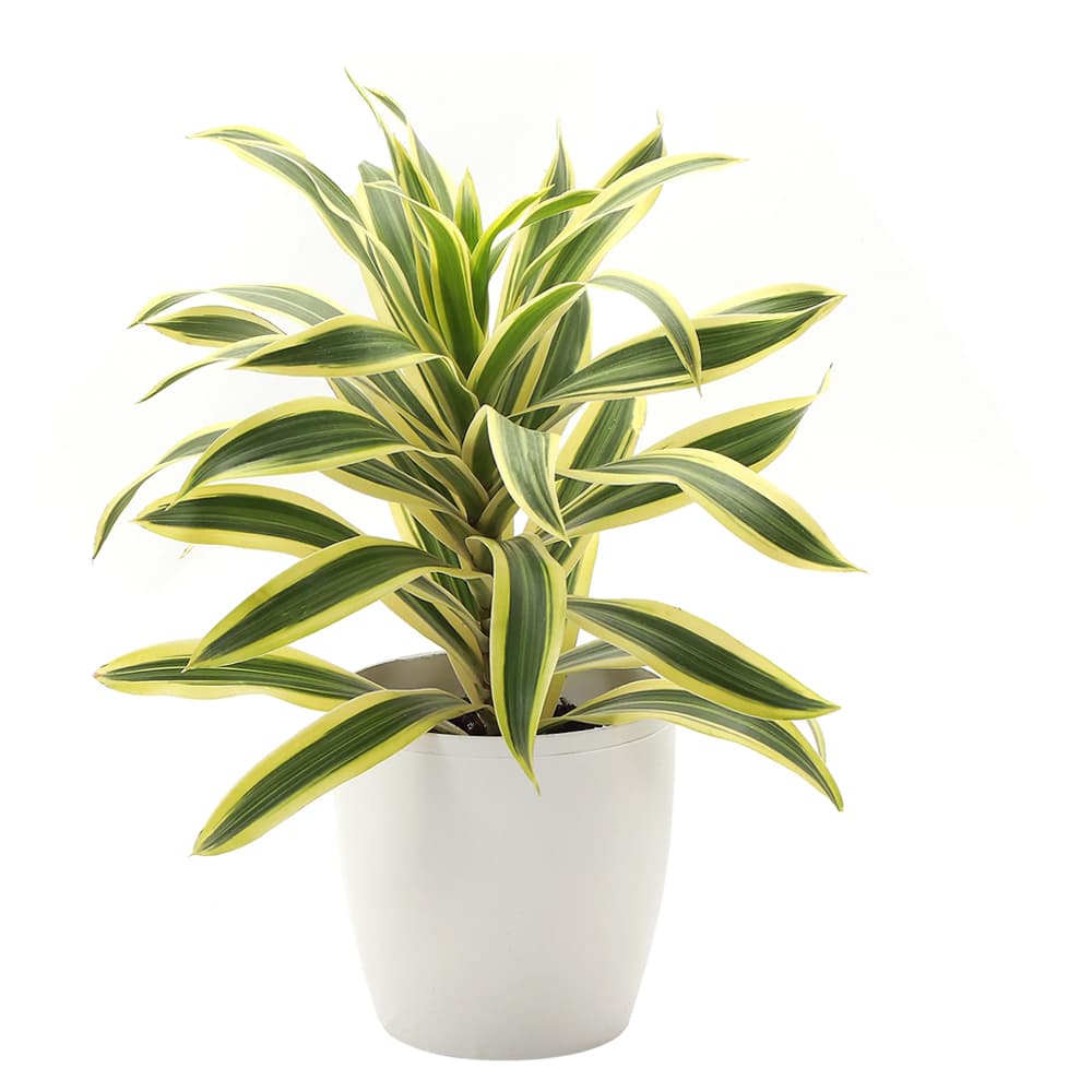 Song Of India Plant In A White Plastic Pot