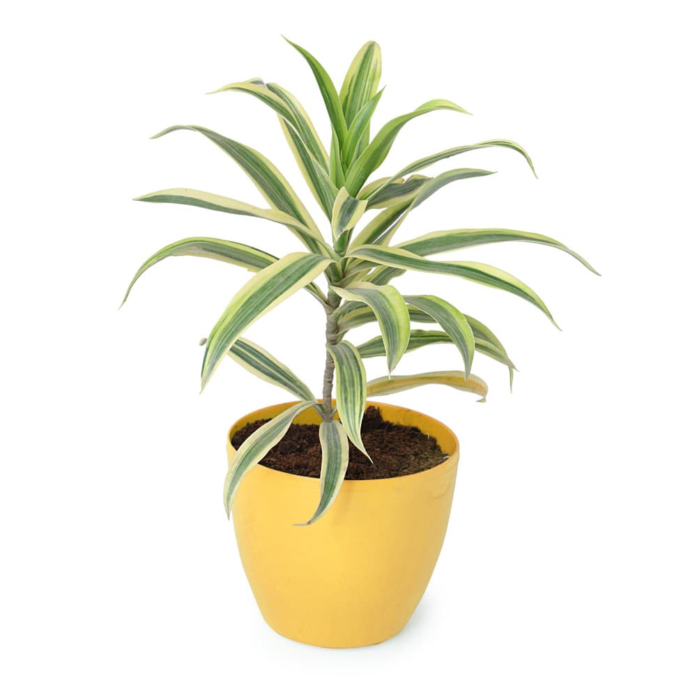 Song Of India Plant In A Yellow Plastic Pot