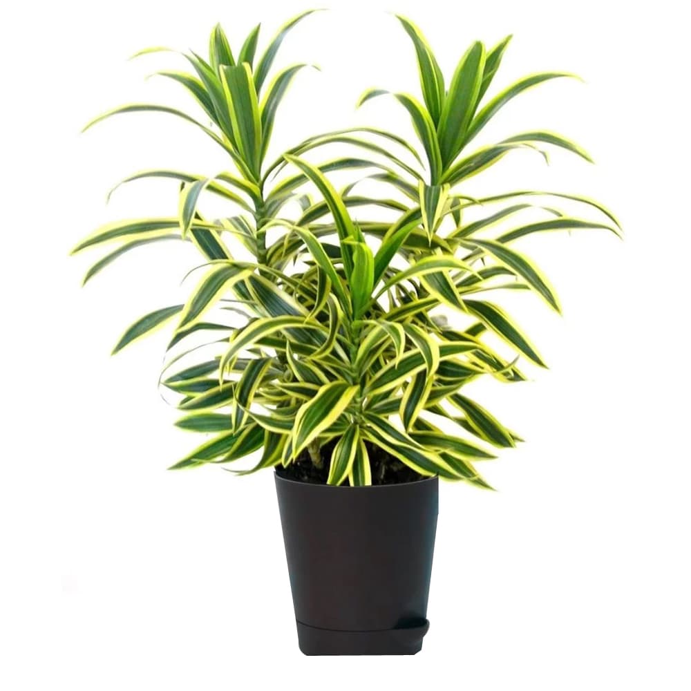 Song of India Plant In Black Melamine Pot