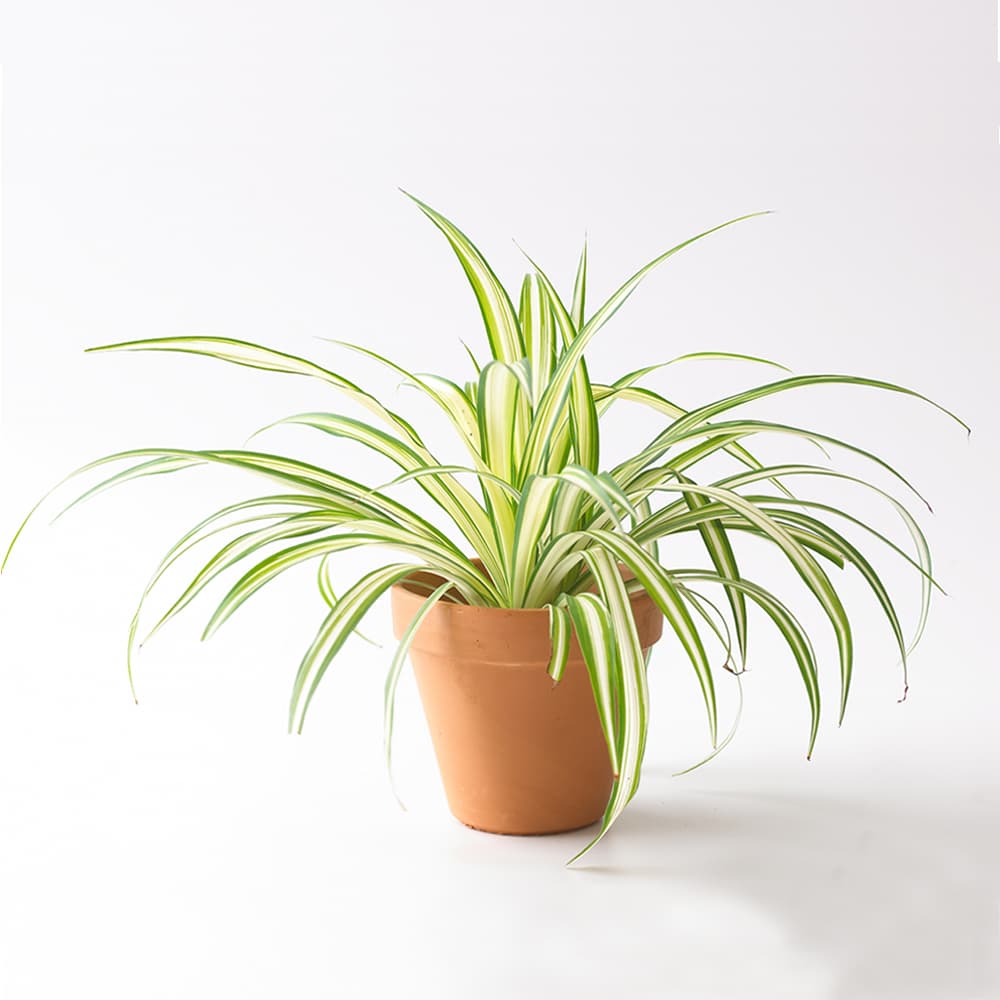 Spider Plant In A Brown Plastic Pot