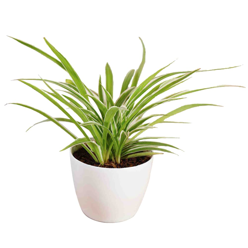 Spider Plant In A White Plastic Pot