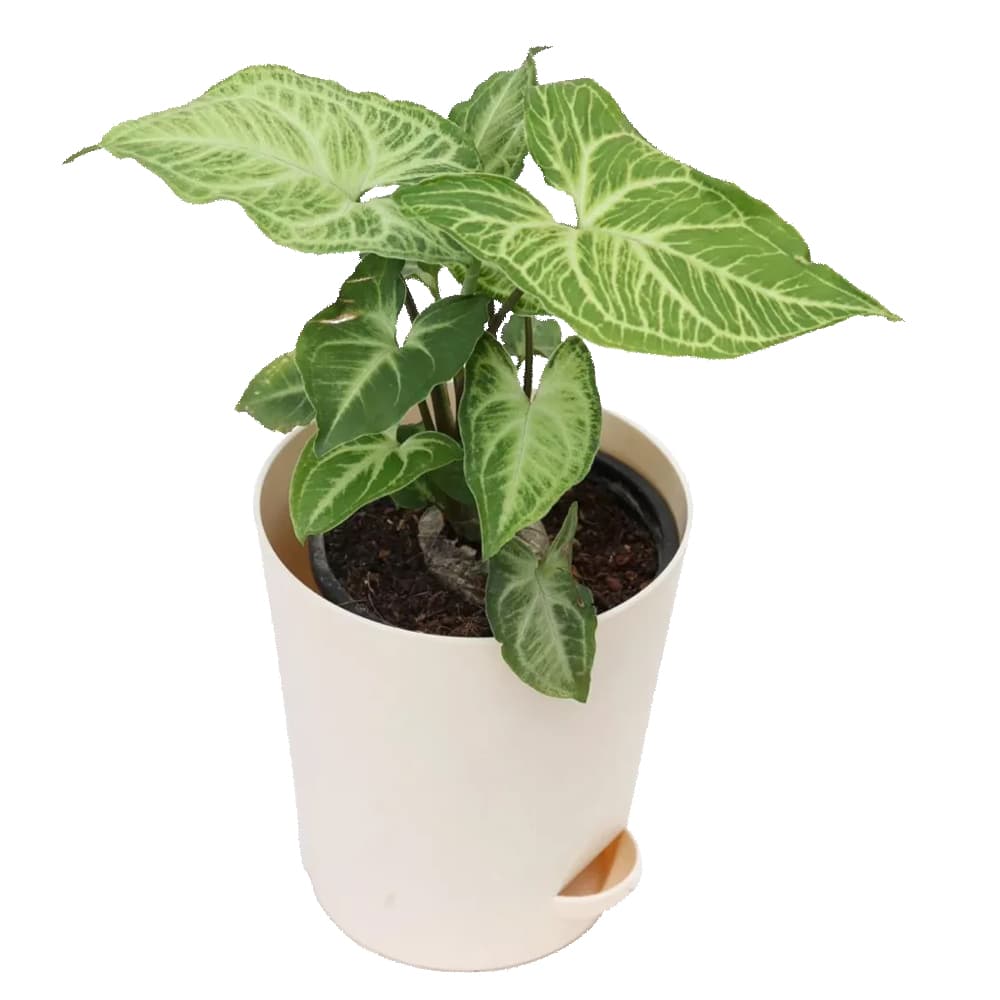 Syngonium Plant In White Pot
