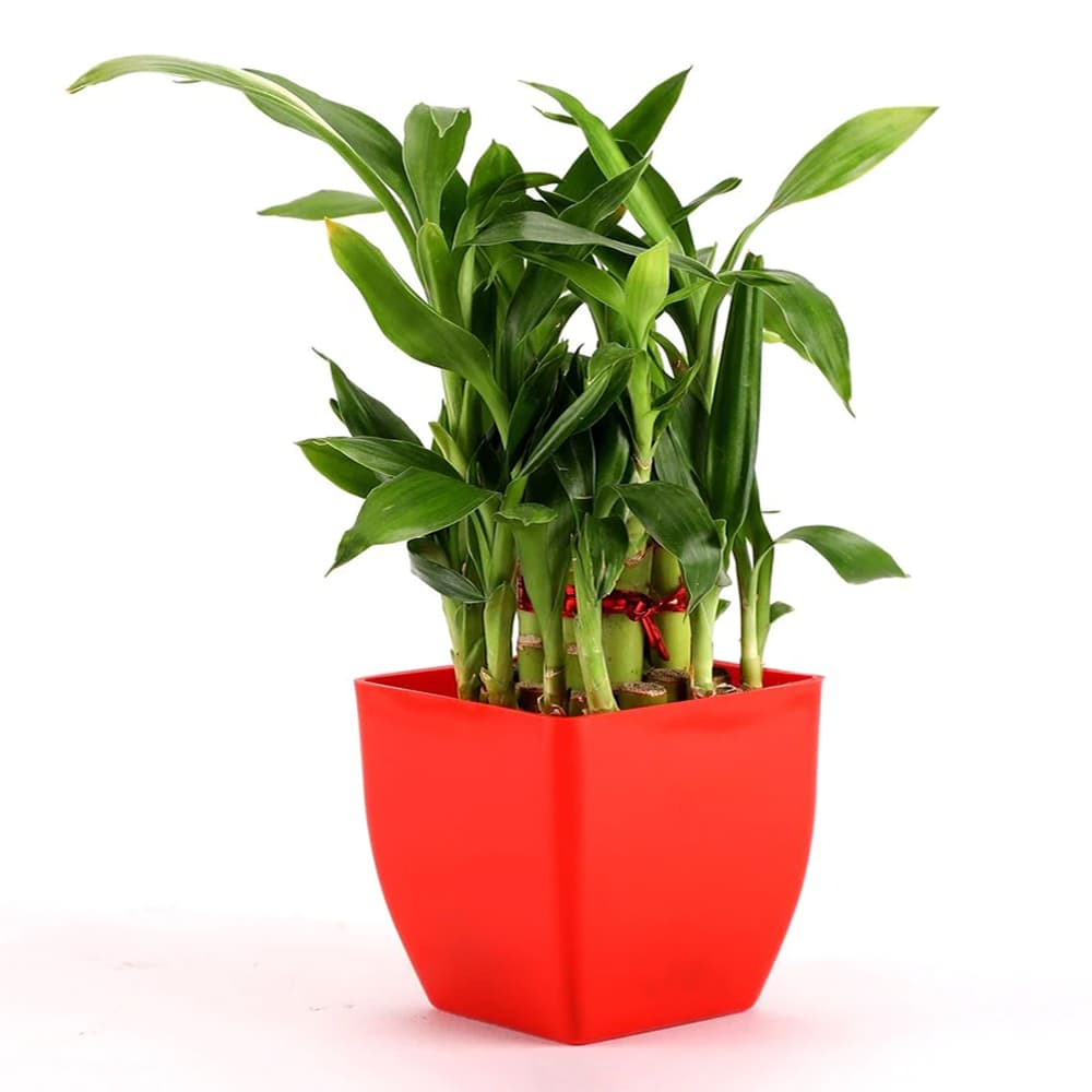 Two Layer Lucky Bamboo In Red Melamine Pot