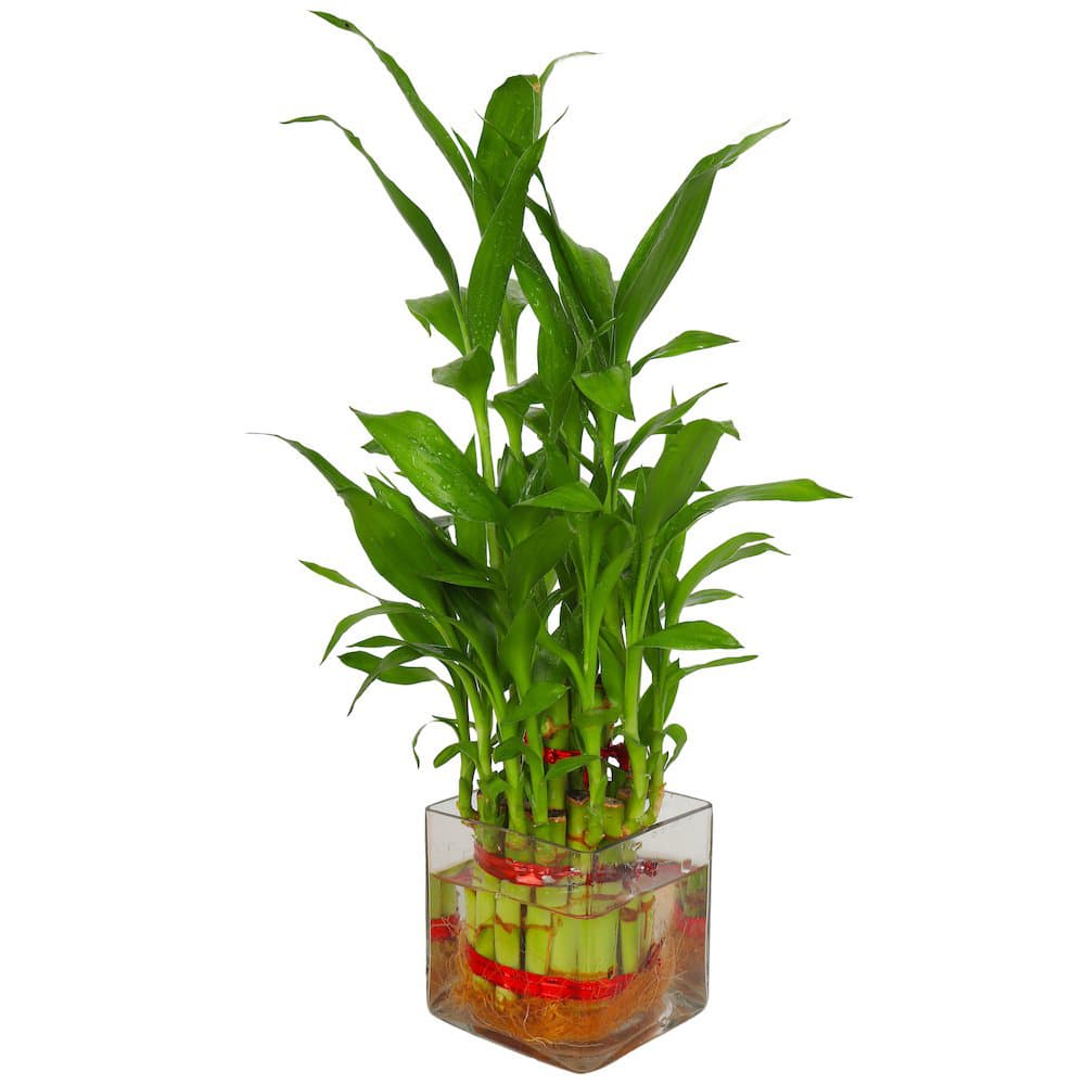 Three Layer Lucky Bamboo In Small Square Glass Vase Pot