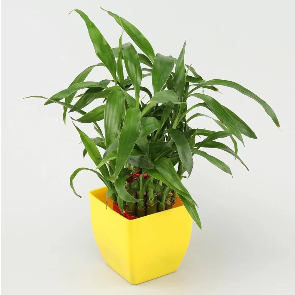 Two Layer Lucky Bamboo In Yellow Melamine Pot 2