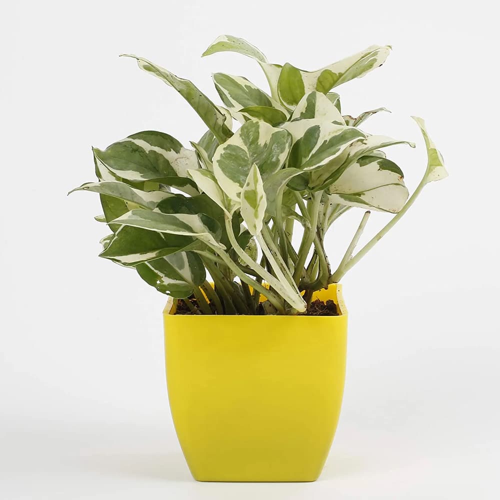 White Photos Plant In A Yellow Plastic Pot