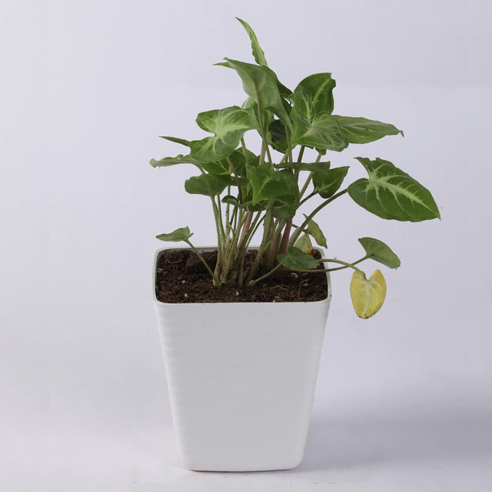 White Plastic Pot Syngonium Golden Natural Plant