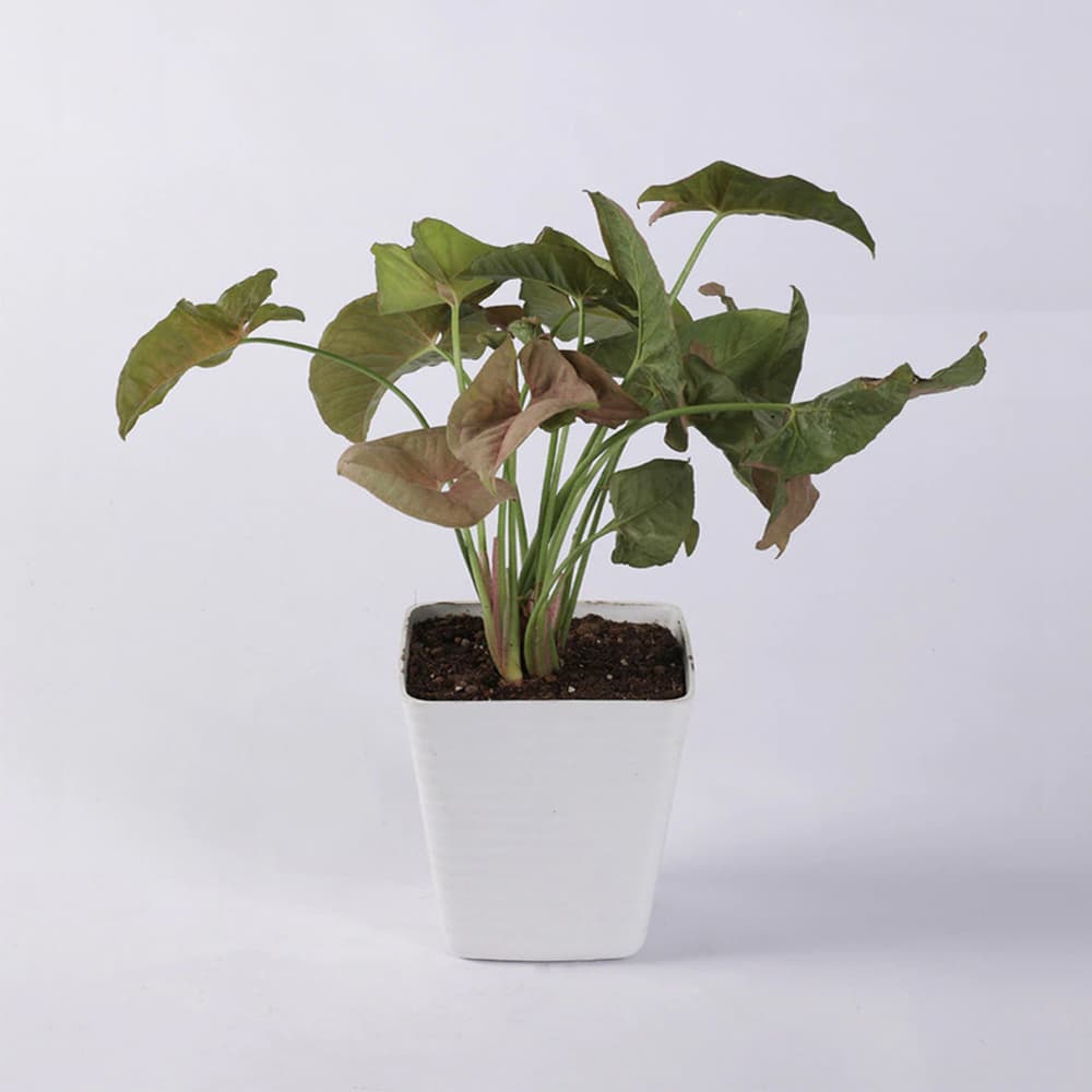 White Plastic Pot Syngonium Pink Natural Plant