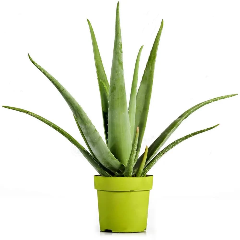 Aloevera Plant In Green Pot