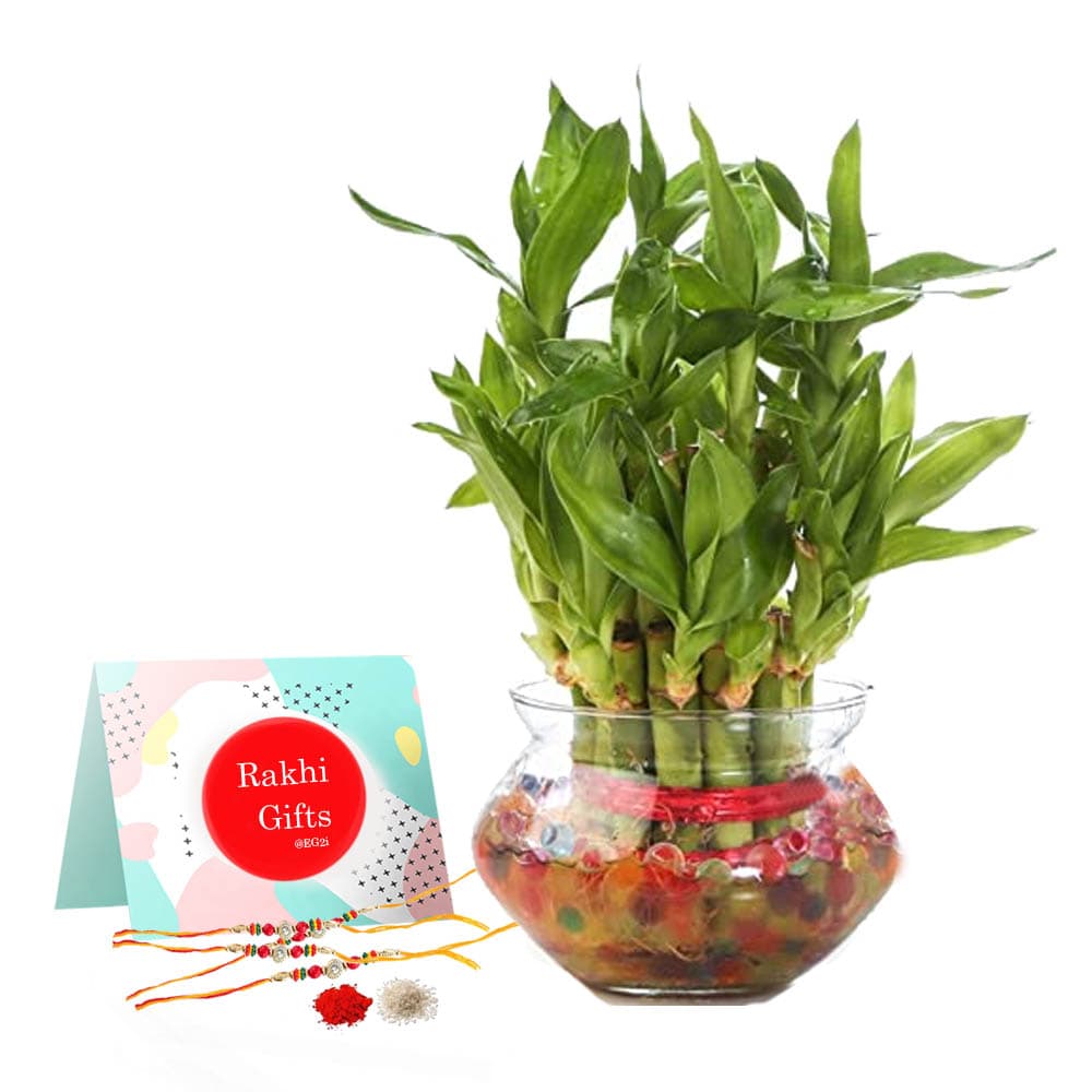 Lucky Bamboo with Rakhi