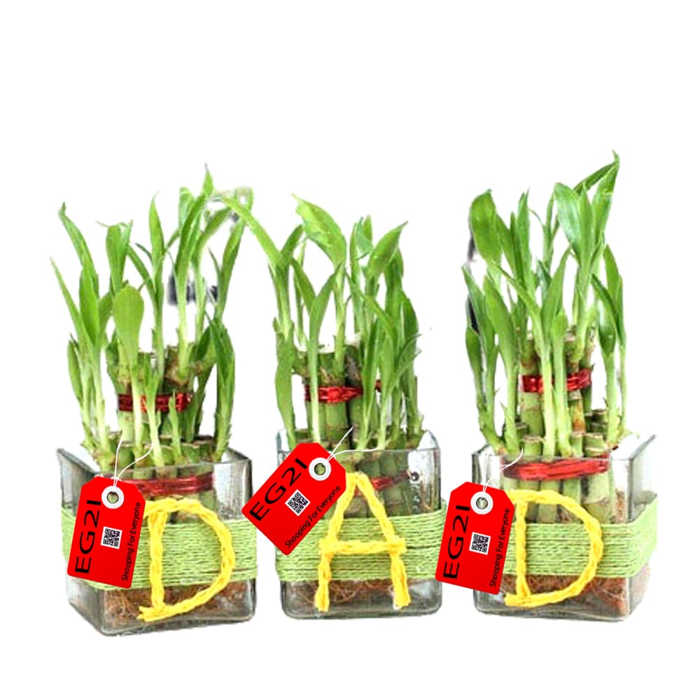 Three Good Luck Plant for DAD