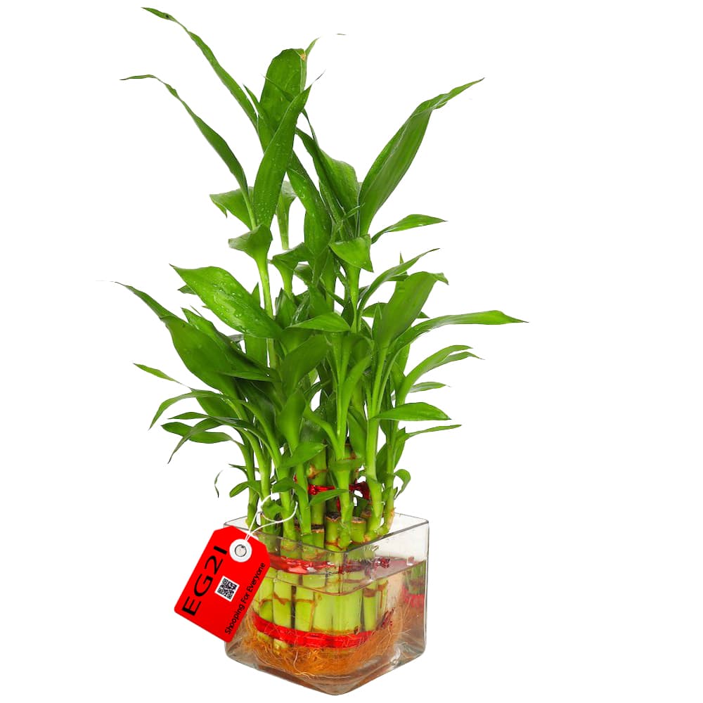 Bamboo Plant in a square Vase