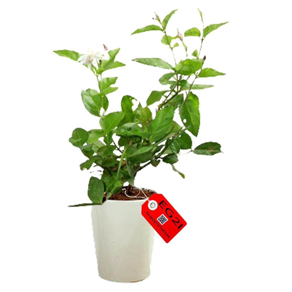 Jasmine with Pot