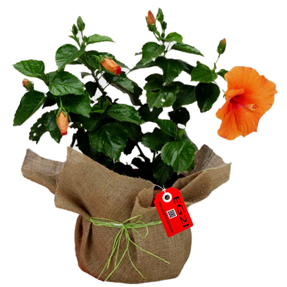 Hibiscues Plant