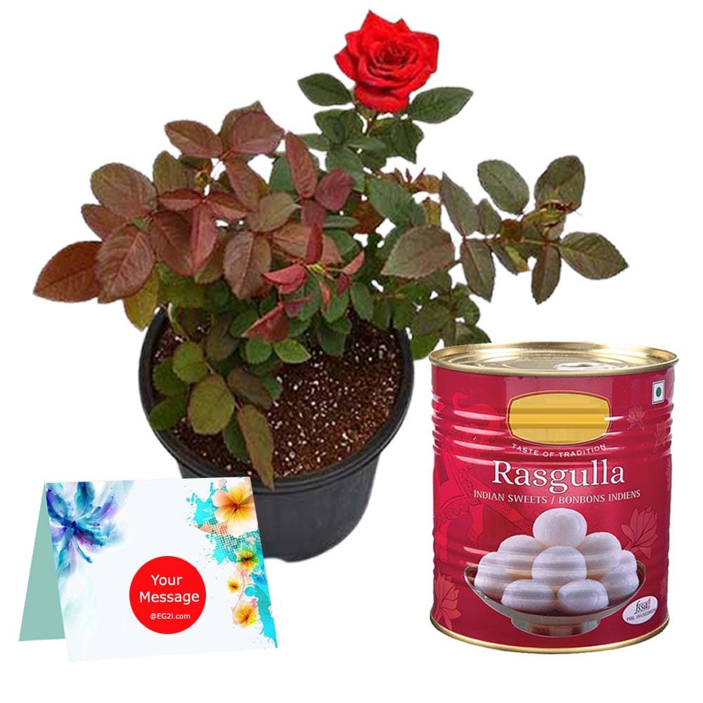 Rose Plant with 1kg Rasgulla /Gulab Jamun