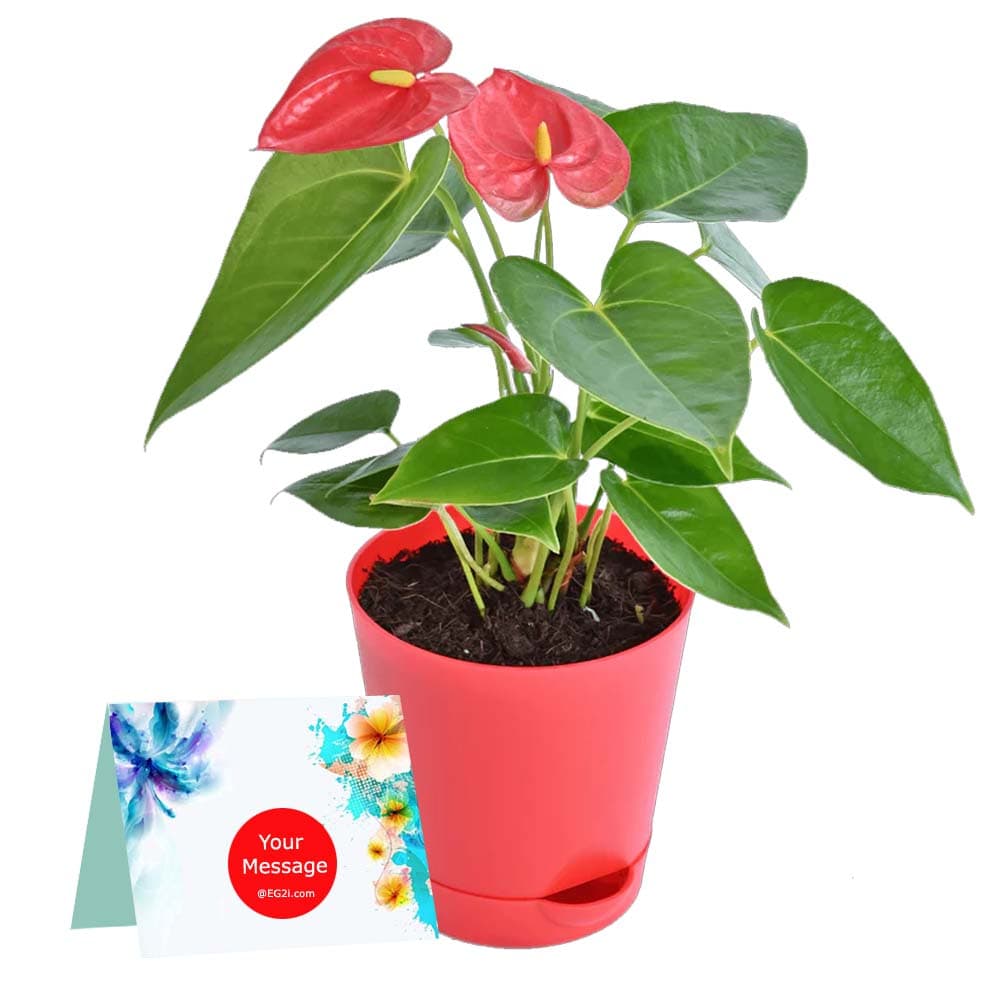 Anthuriam Plant