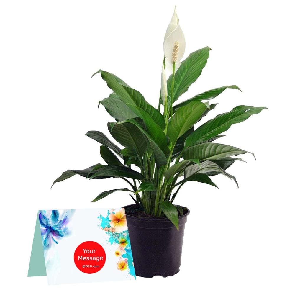 Lily Plant