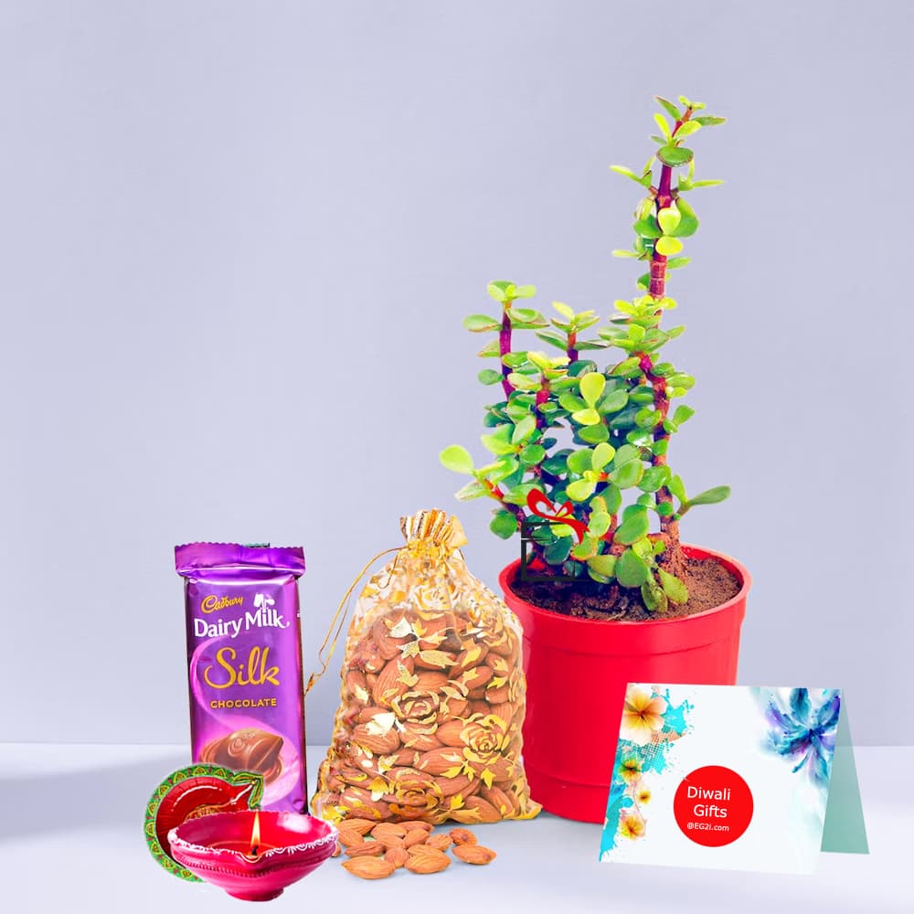 Jade Plant with Almond and Silk for Diwali