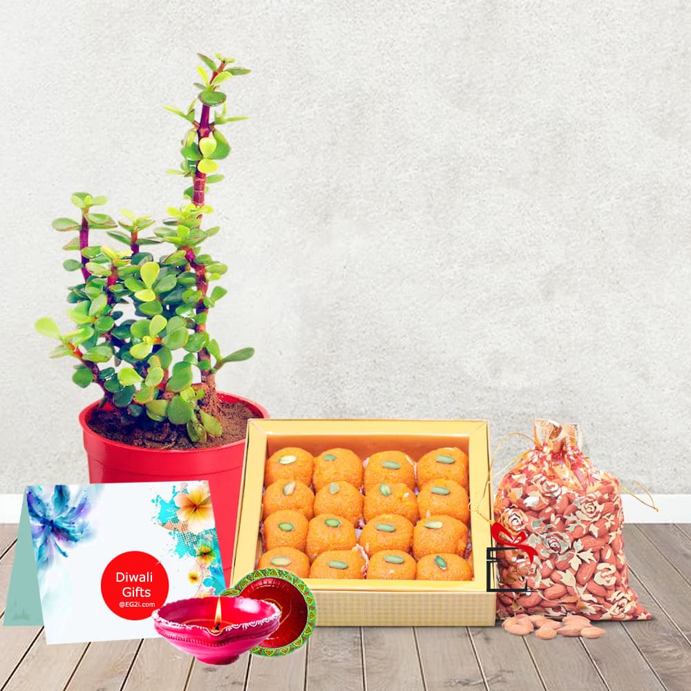 Jade Plant with Laddu And Almond for Diwali